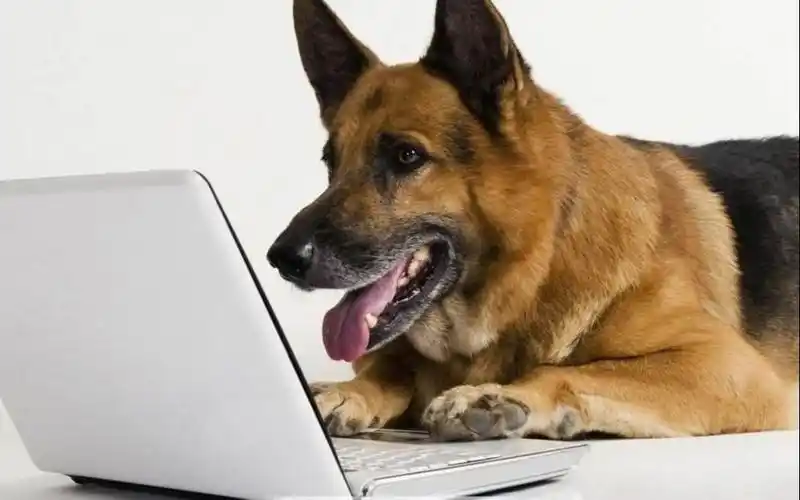 玩游戏的时候,有一个狗一样的队友是什么体验?