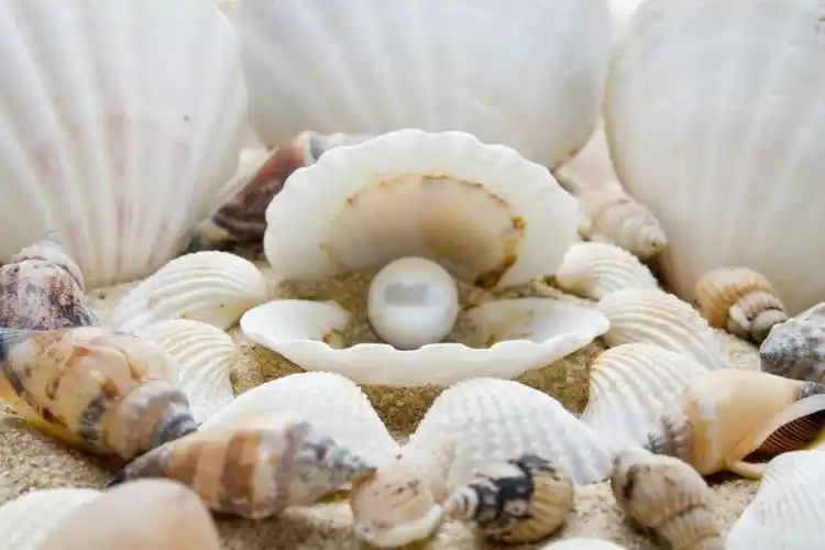 很多贝壳和贝壳里的珍珠