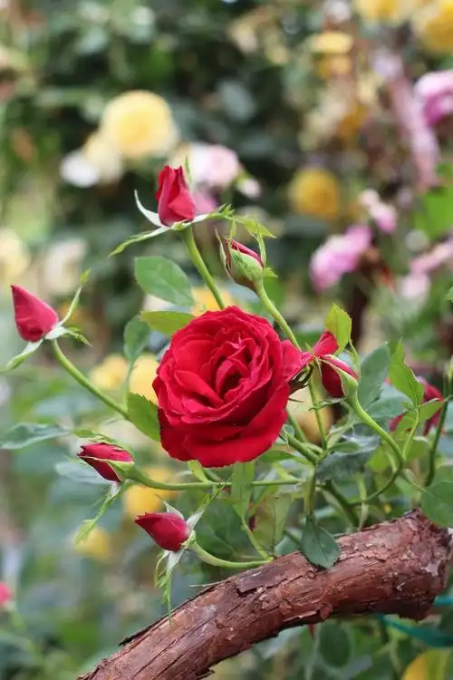 玫瑰花✨ - 堆糖,美图壁纸兴趣社区