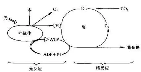 关于生物:光反应,暗反应的过程图