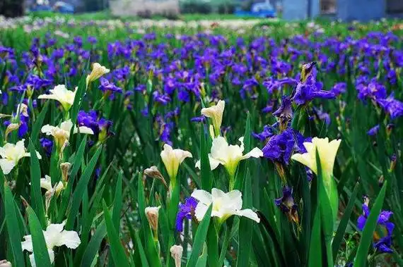 鸢尾花的花语是什么?鸢尾花的寓意和象征