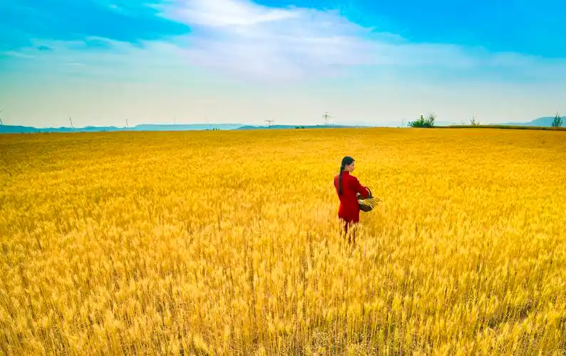 唯美麦田人像摄影九儿