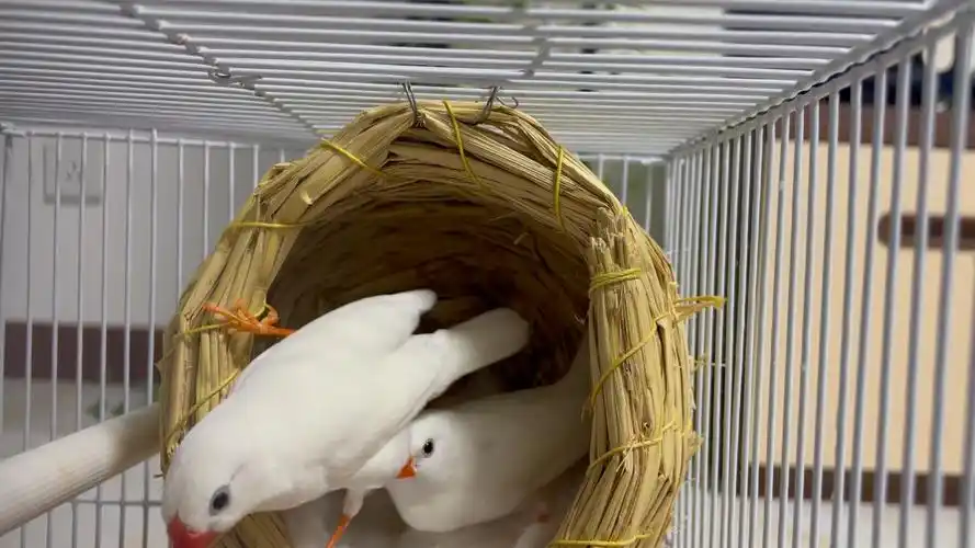 小鸟成长日记|姿势好奇怪