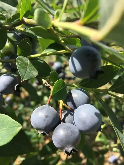 盛夏五月,干坝鑫野果业与你相约的莓好时光,5月30日开始了