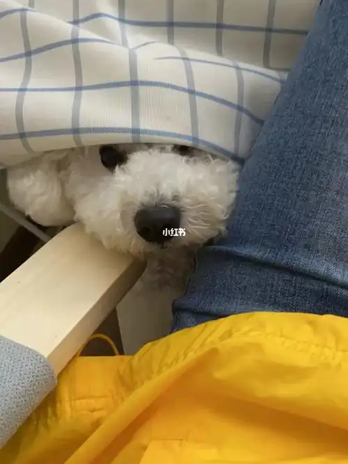 怎样劝说老公和婆婆?_焦虑_宠物_怀孕_我家宠物好可爱_情感_家庭