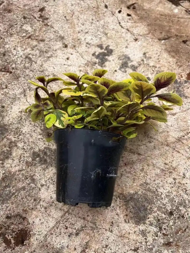 花叶香茶菜的叶子真的太美了云南基地养护