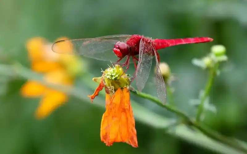 壁纸 红蜻蜓,昆虫特写镜头,黄色花
