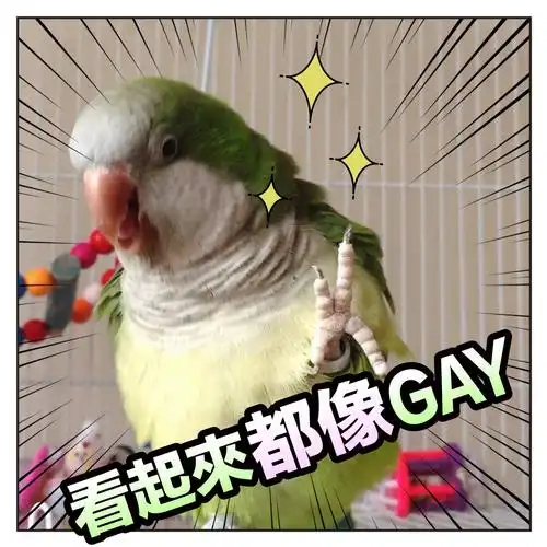 揪是这只鸟——沙雕鹦鹉表情包3