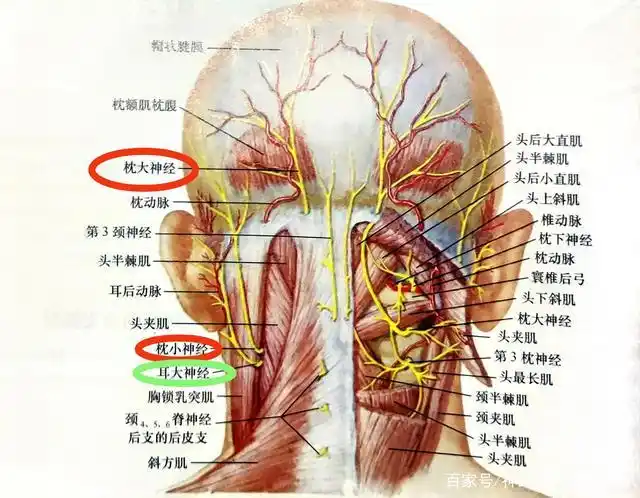 枕神经与枕神经痛