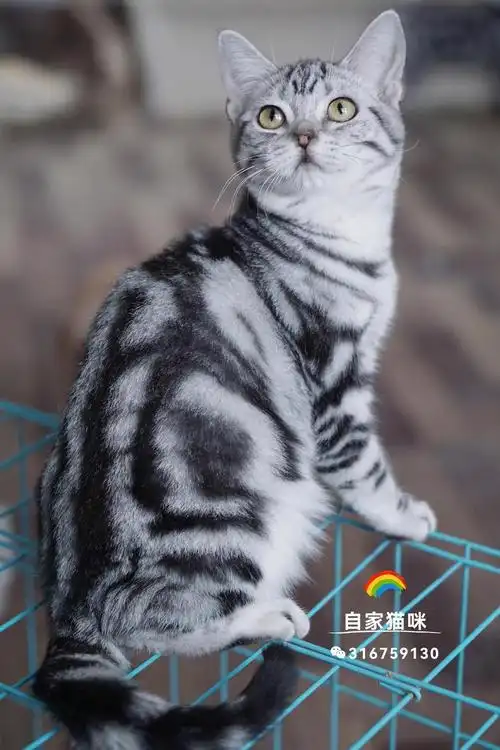 自家,美短银虎斑妹妹,花纹完美粘人,999抱回家