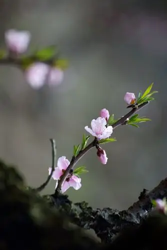 【 一组桃花 】