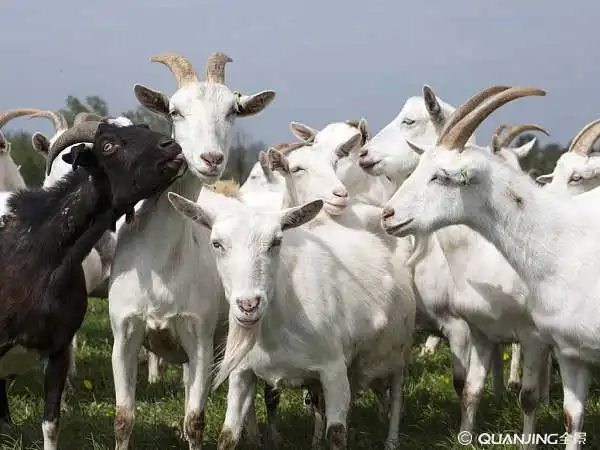 山羊图片_图片大全