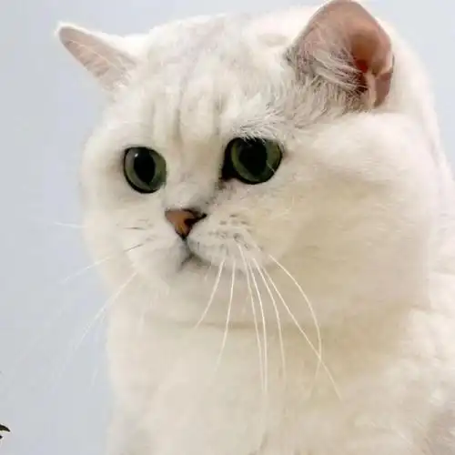 当英国短毛猫变成了长毛品种后画风完全不一样太温柔了吧