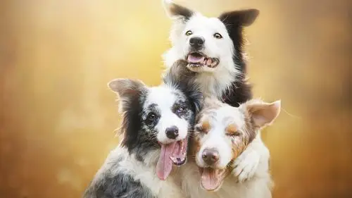 可爱狗狗治愈系高清桌面壁纸