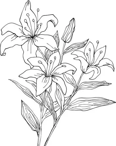 百合花,绘画插图,动物手,卷丹,线条画矢量图素材_id:139933830