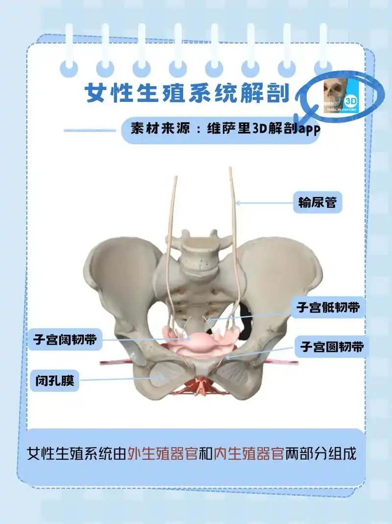 女性生殖系统解剖.#医学科普 #知识科普 #子宫 #女性 外 - 抖音