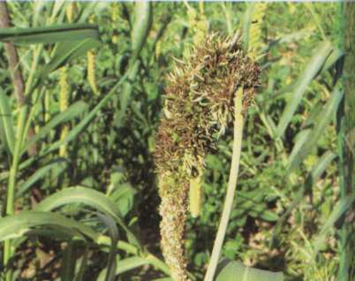 谷子白发病的诊断与防治(图文)