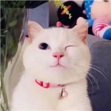 最萌猫咪很可爱