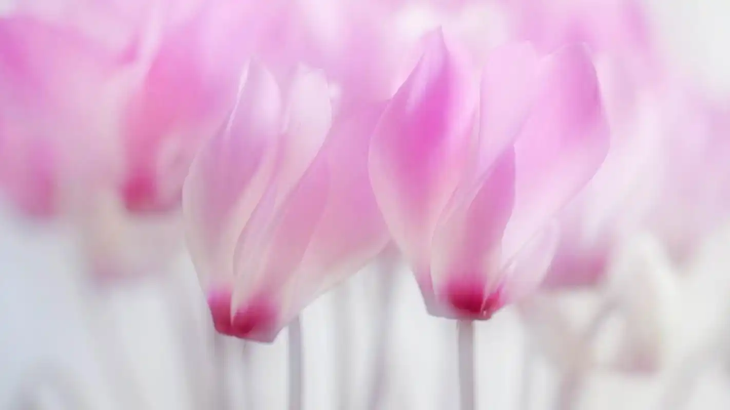 唯美花卉仙客来宽屏电脑桌面主题壁纸下载(二)