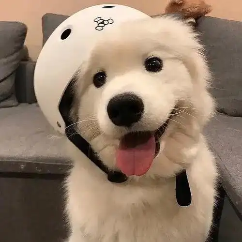 安利|堆一个狗勾头像楼 小狗tips·冬天快乐:)