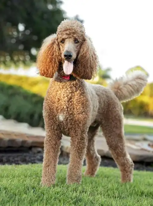 泰迪犬主要分为三个品种:标准型,迷你型和玩具型.