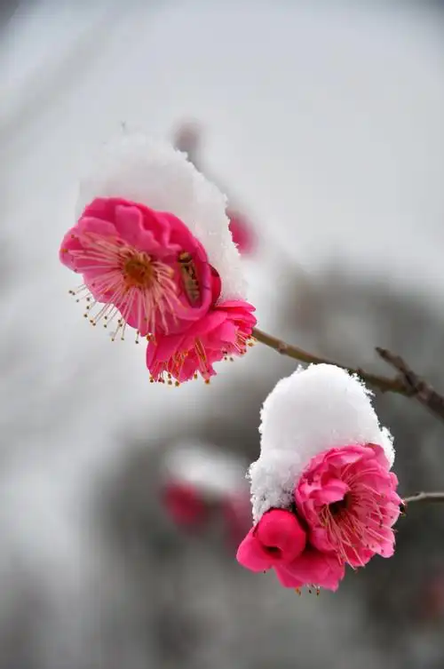 梅花和雪的故事