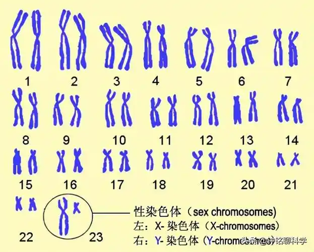 人体内有一对性染色体,其中女性为"xx",男性为"xy",由于y染色体没有