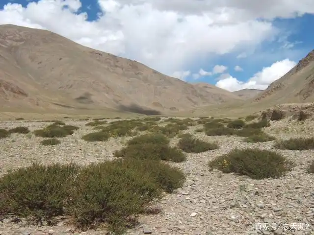高原守卫者——西藏灌木集锦