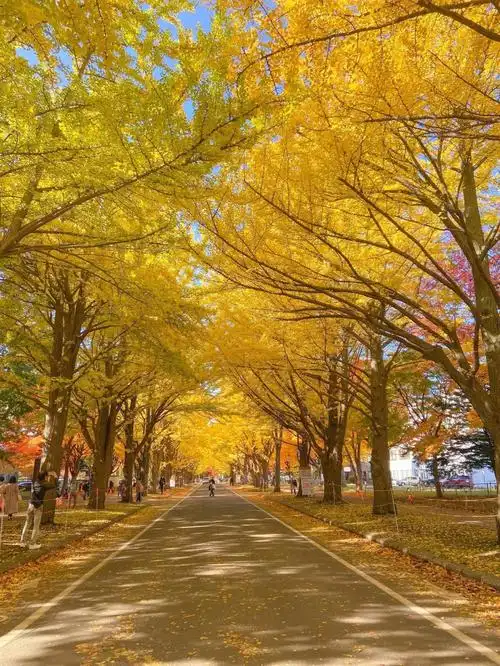 想借秋天的风带你游北海道系列166