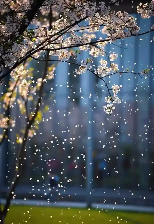 秋水阁七律同题:落花