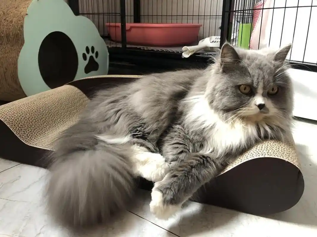 长毛蓝白妹妹求配小公猫