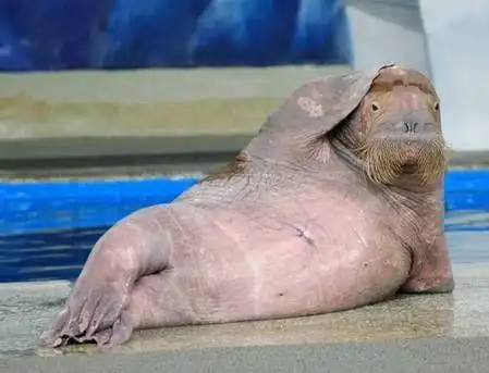 地球上竟然真的有"美人鱼"!哥伦布就见过|海牛|前肢|胸鳍_网易新闻