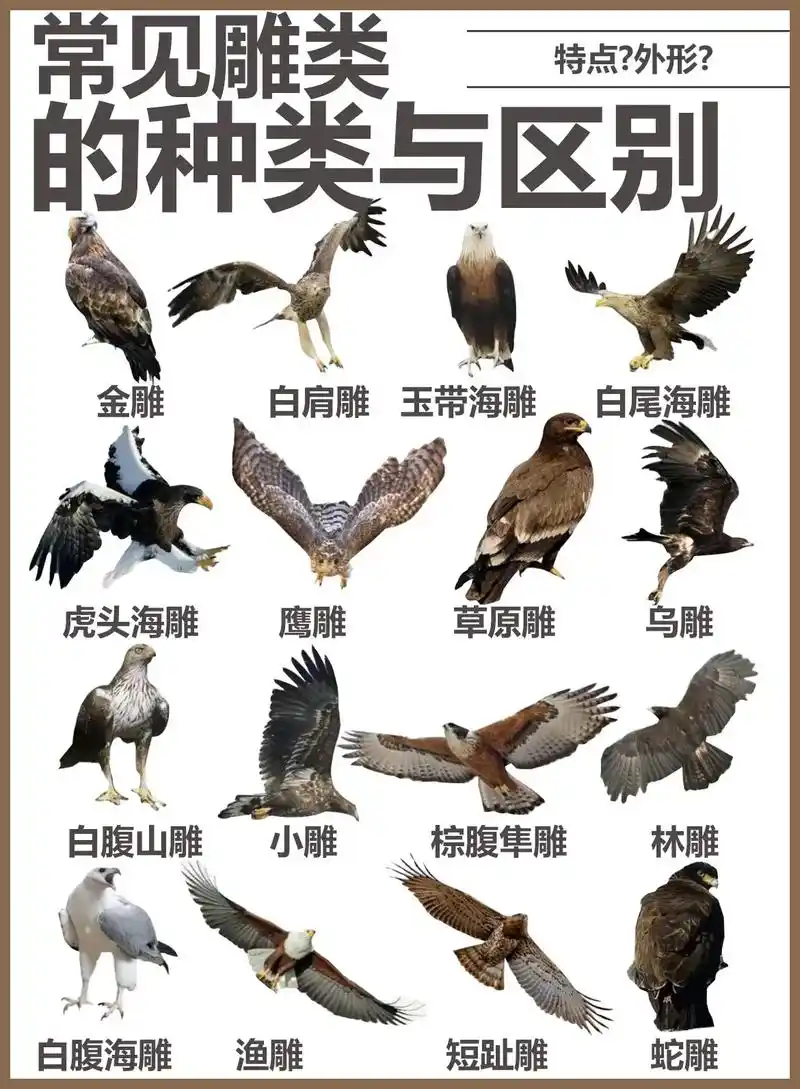 常见雕类的种类与区别 bgm—whistle(调音版) #科 - 抖音