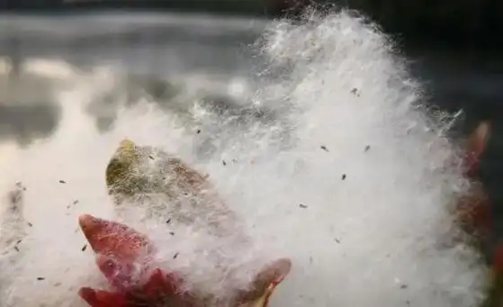 柳絮纷飞,做好这几点,让宝宝摆脱过敏