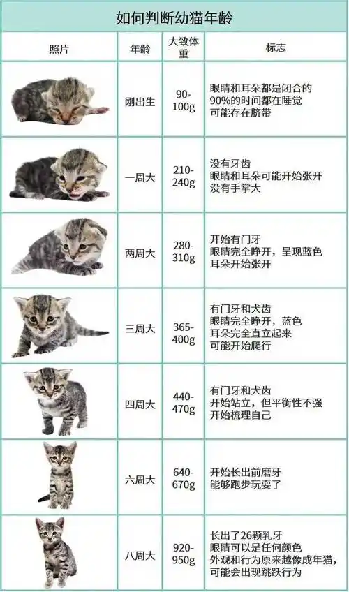 如何判断你捡到奶猫的年龄?