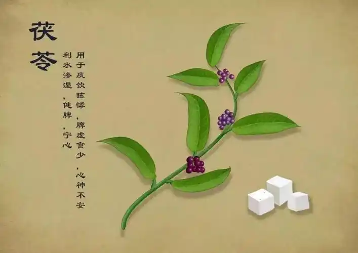 常用中药手绘高清美图(含性味,功效)