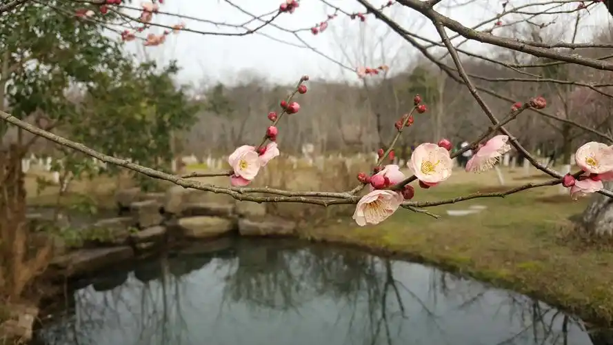 梅妆山水,花香金陵,南京梅花山美景拾萃