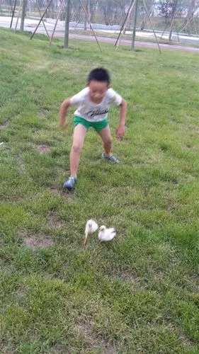 有趣的小鸡2 二一班时家启 乐孩子刘胡垌小学