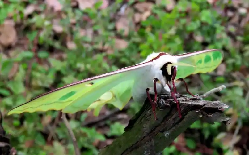 【原创】长尾水青蛾