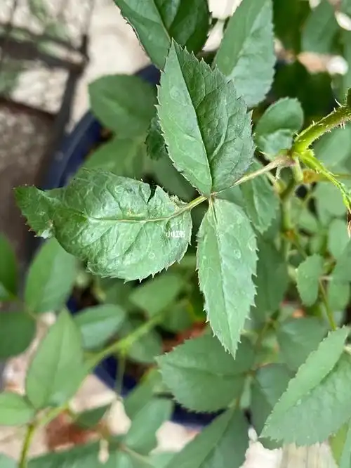 月季新长的叶子打卷