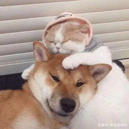 狗狗情侣头像来喽