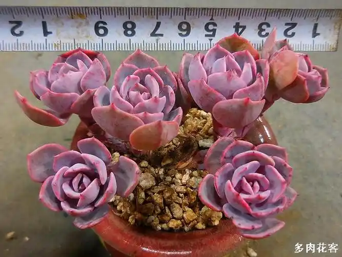 多肉植物老桩系列 粉红台阁 全身都是粉色