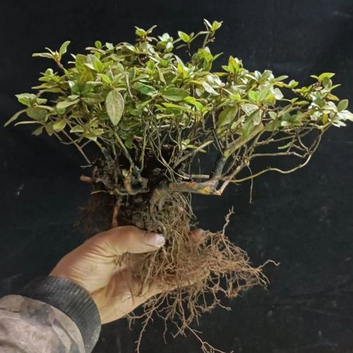 贵州映山红鸡血红杜鹃耐寒耐旱花卉盆景老桩下山庄丛林桩大红色