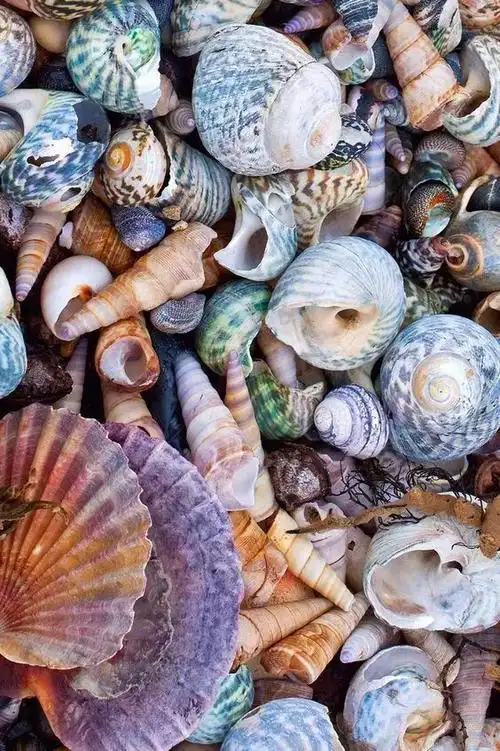 大海孕育の颜色 五彩缤纷的贝壳