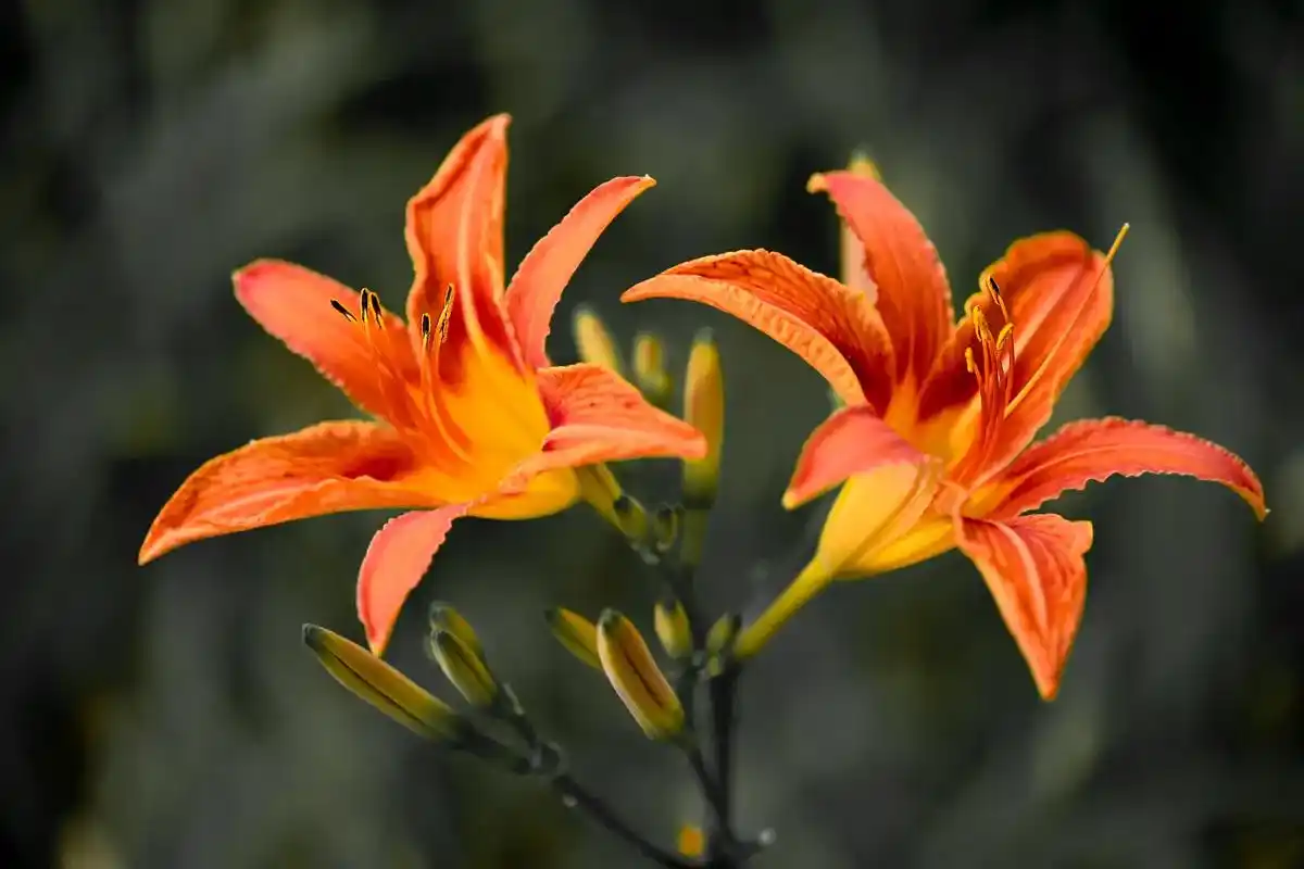 微距摄影#萱花草#身边的风景 - 抖音