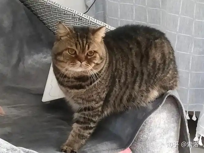 网上买了一只英短金虎斑猫,大家帮我看看是不是狸花猫? - 知乎