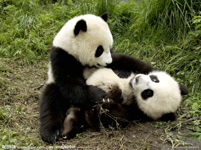 动物图片大全集100种