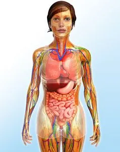 女性骨架和消化系统图稿教育和科学教师淋巴和消化系统的人体艺术作品