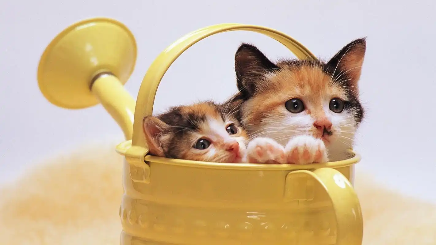 可爱超萌喵星人1920x1080高清壁纸