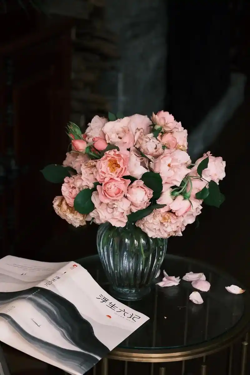 可藤可灌的月季—达芙妮